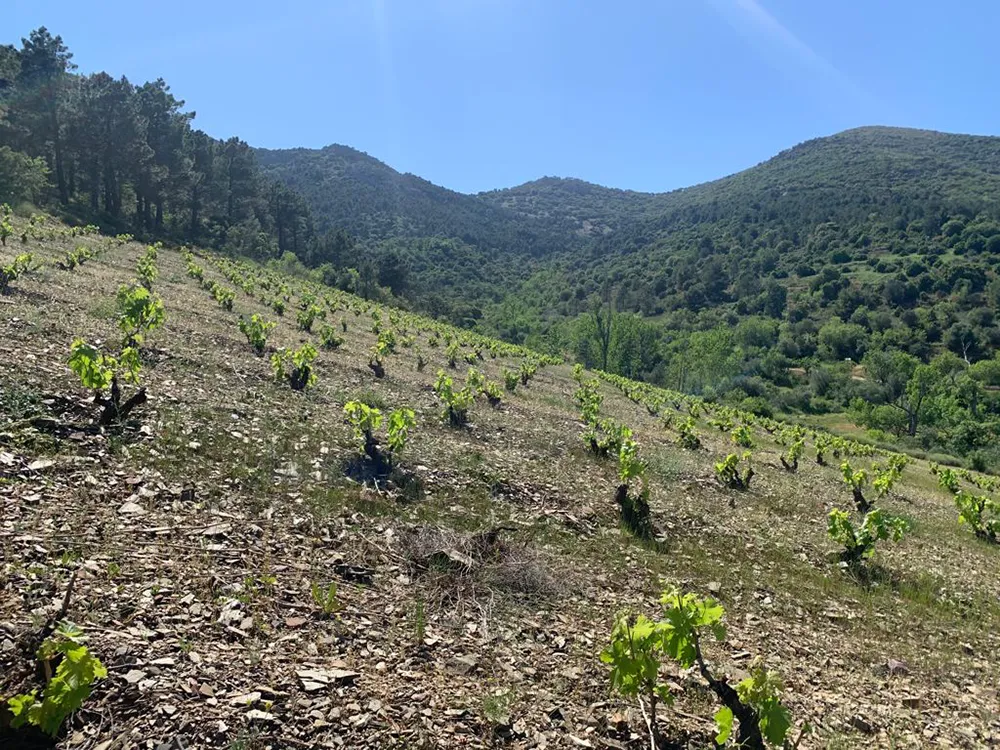 Viñedo - Barranco de La Hermana